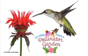 Pollinator Postcard Photo