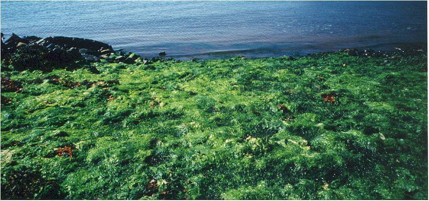 Slime Watch! Fundy Baykeeper invites citizens to report pollution