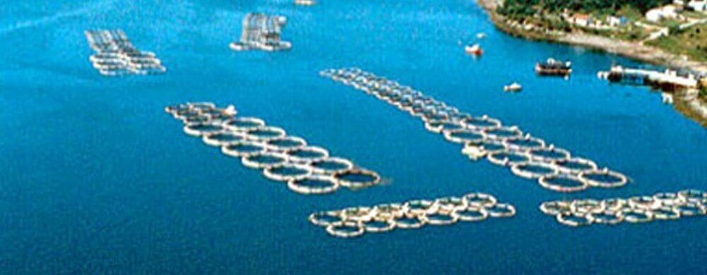 Report from court: notes from the illegal aquaculture pesticide use case
