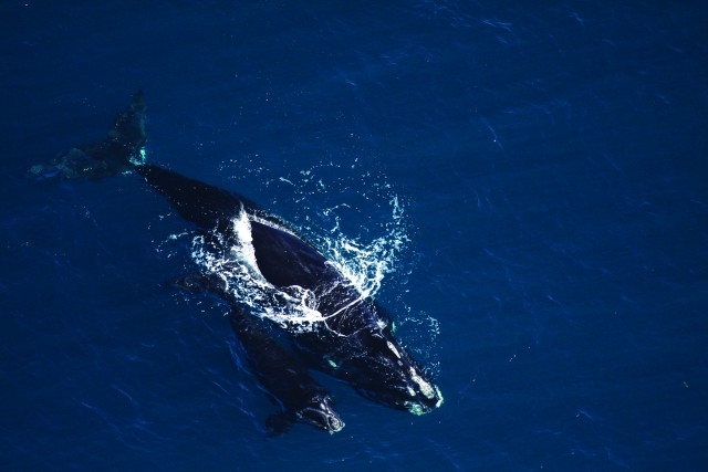 North Atlantic right whale and calf