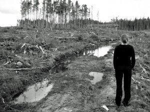 clearcut2 JS