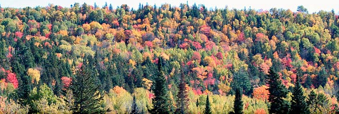 Fall_forest Fall_forest