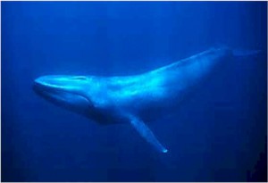 bluewhale