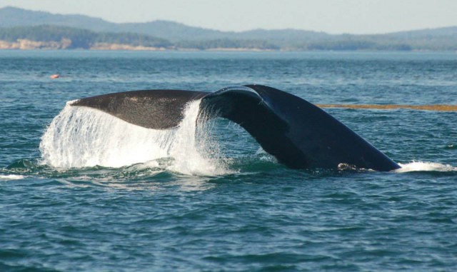 The endangered Right Whale is one species threatened by the risk of increased tanker traffic and oil spills in the Bay of Fundy.