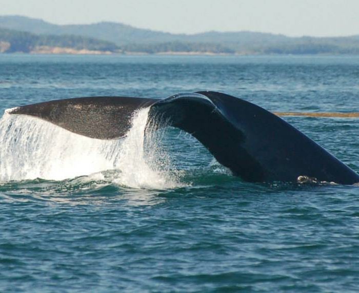 Right Whale, Danielle Dion Credit Right Whale, Danielle Dion Credit