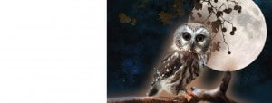 banner_treevia_try2