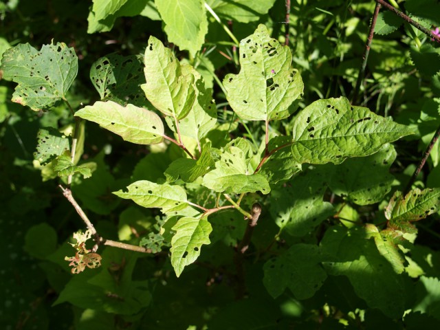 Sometimes pests get at some of the plants in his backyard. "They can munch away," David says. The horticulturalist would rather practice alternative pest management methods than use harmful chemicals on his property. 