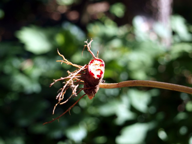 Bloodroot. Weird.