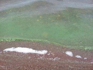 Blue-green algae on XX Lake