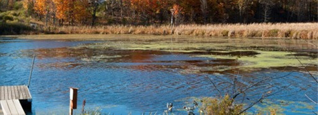 Blue-green algae on a New Brunswick lake. Source: 2gnb.ca
