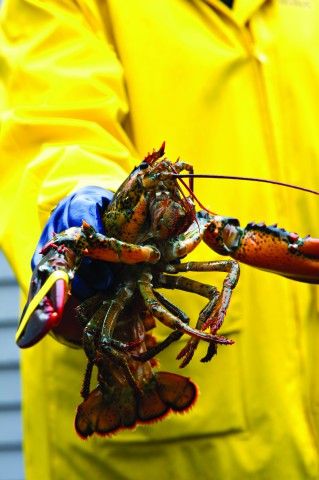 Bottom-feeding catches such as lobster or scallop could be significantly impacted by a bitumen spill in the Bay of Fundy