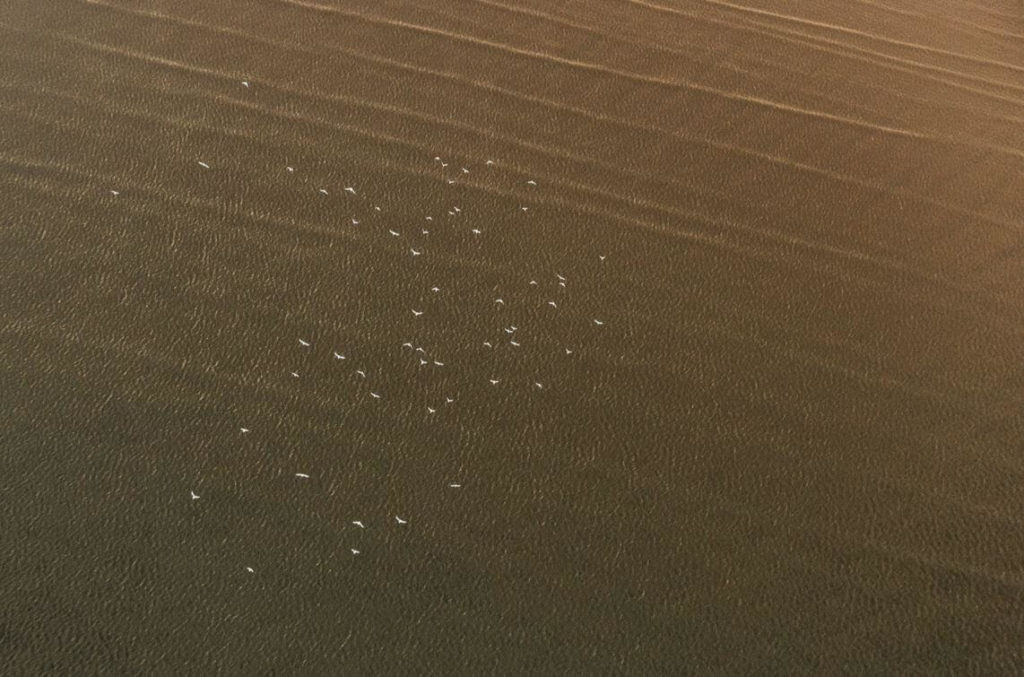 Birds over the bay