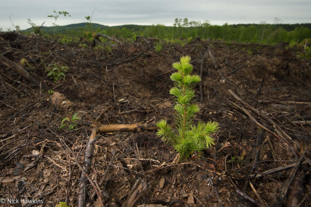 Extensive silviculture in post clear-cut areas is transforming resilient natural forests into pest-susceptible monocultures. Areas that naturally favor deciduous forest are planted with coniferous species, resulting in the loss of biodiversity.