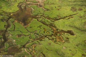 An aerial view reveals intricate wetland designs in the Musquash Estuary.
