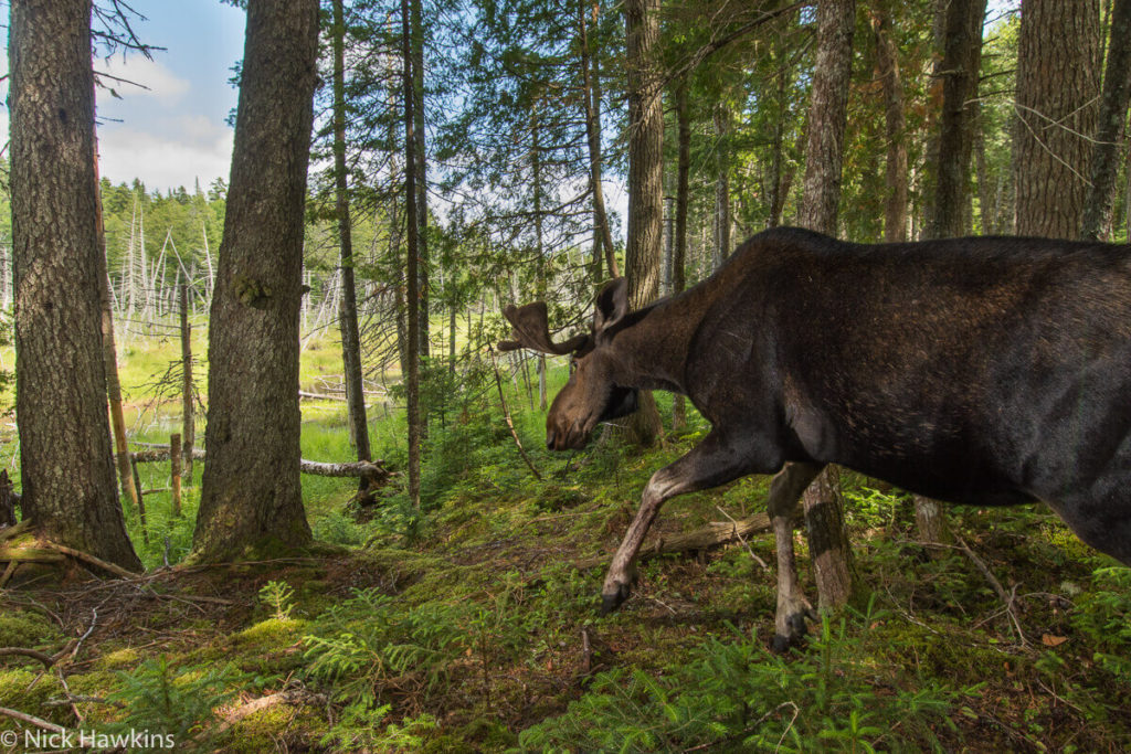 A camera trap captures a bull mose as it descends to a forest wetland at Ayers Lake, New Brunswick.