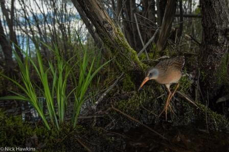 The Virginia rail is seldom seen and can remain completely hidden despite being only a few feet away. Their long toes help them to walk on top of submerged vegetation and they can compress their bodies laterally to slip between reeds and grass. Photograph from the St. George Marsh.