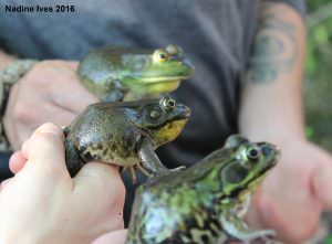 Handful of frogs2_Hyla Park (May25_2016)NIvesIMG_0294