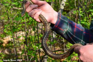 hyla snake