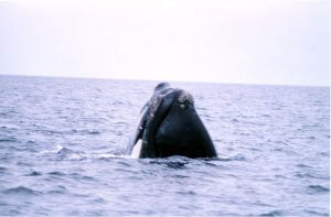 right whale nose