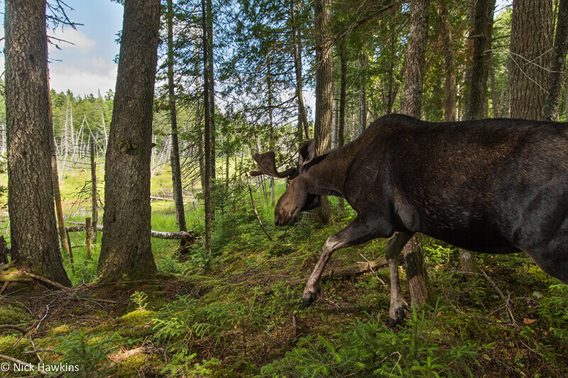 A bull mosee descends to a forest clearing. Moose are an important browser in the Acadian forest region and shape the natural regeneration of the forests they live in.