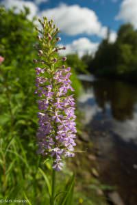 purple-fringed-orchis-Habenaria-fimbriata-2027