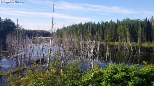 The Mactaquac beaver pond-- a great place to take the kids to explore the wonders of nature!