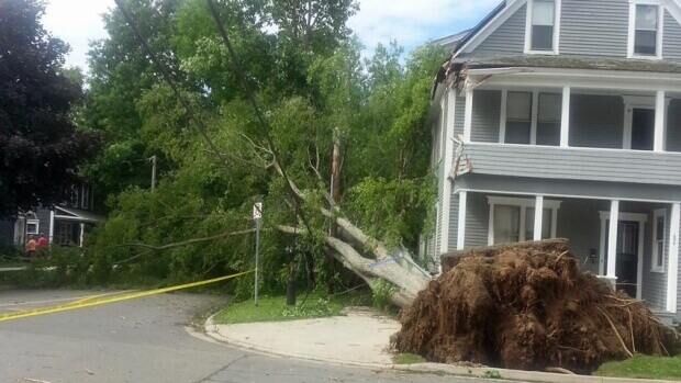 Historic Trees Lost to Arthur
