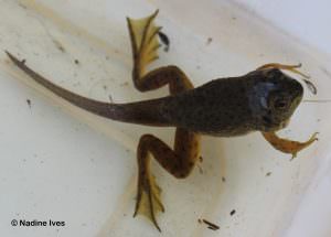 One of the frogs from critter dipping. “It’s a teenager frog!”, shouted one of the participants. Notice this frog is not fully developed, with a tail still intact, otherwise known as a froglet!