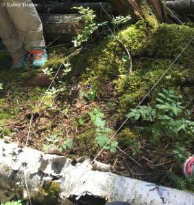 A Micro-park in the making! The string outlines the micro-park with the small blue flags identifying points of interest!