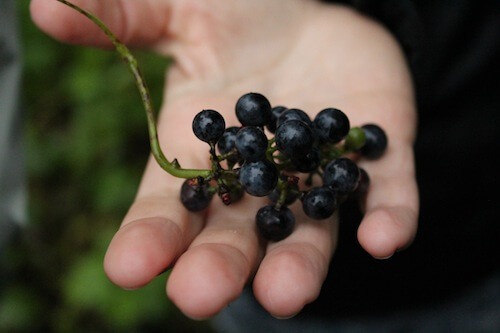 riverbank-grape-bitter-but-tasty