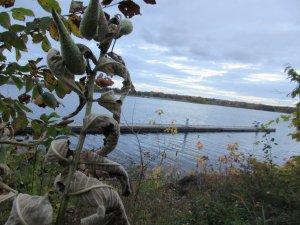 Participants walked along the trail along the St. John river to collect milkweed seed pods.