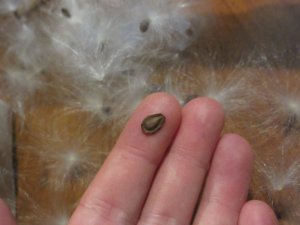 A single milkweed seed!