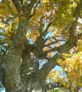 Sugar maple (Penobsquis)