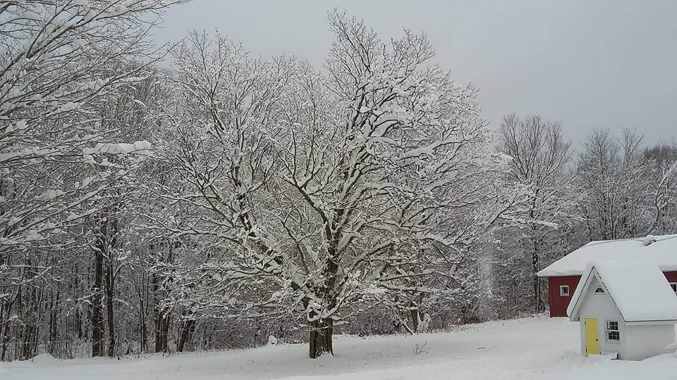 maple