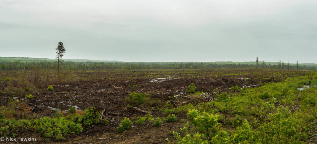 ClearCut-Pano