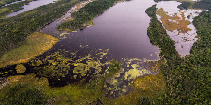 Freshwater wetlands A dynamic mosaic of Acadian forest and freshwater wetlands in southern New Brunswick. Nick Hawkins Photography