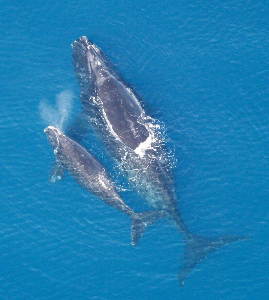 Right Whale sightings in the Bay of Fundy on the decline CCNB