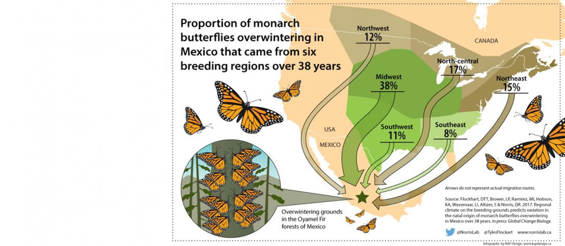 Map of migrating monarch butterflies signals need for crosscontinental conservation efforts CCNB