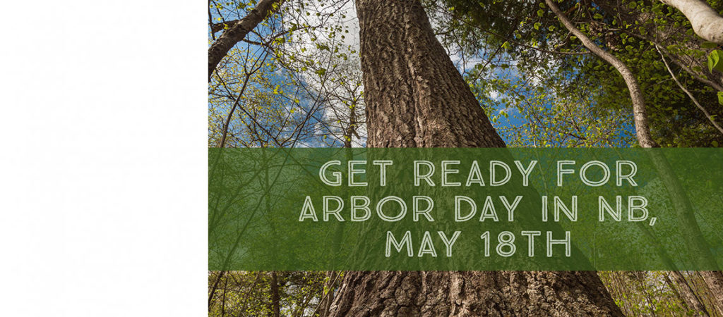 Nominate your Great Tree this Arbor Day  CCNB