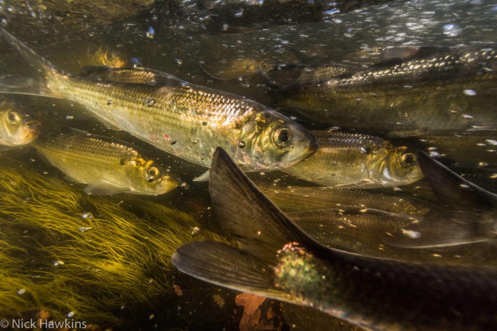 Groups cheer on Milltown Dam Removal, St. Croix River Restoration as fish  start spring migration - CCNB