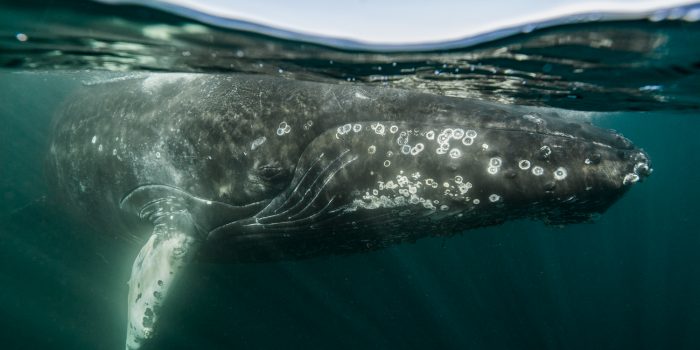 whale-entanglement-CWM-Nick-Hawkins- Humpback whale, Megaptera novaeangliae, in the Bay of Fundy, Canada. November 2016.