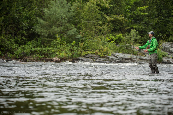 saving-salmon-Nick-Hawkins-7432-721x480