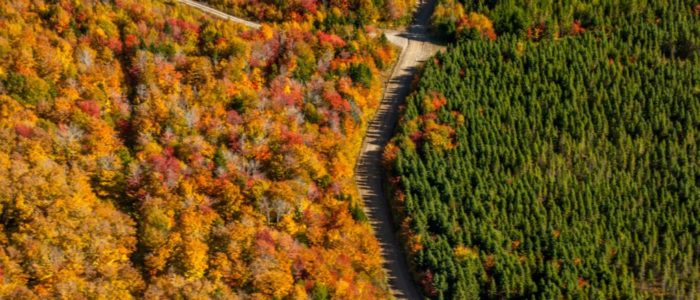forest-vs-plantation-DebCarr Natural, mixed-wood Acadian forest versus large-scale mono-culture plantations.