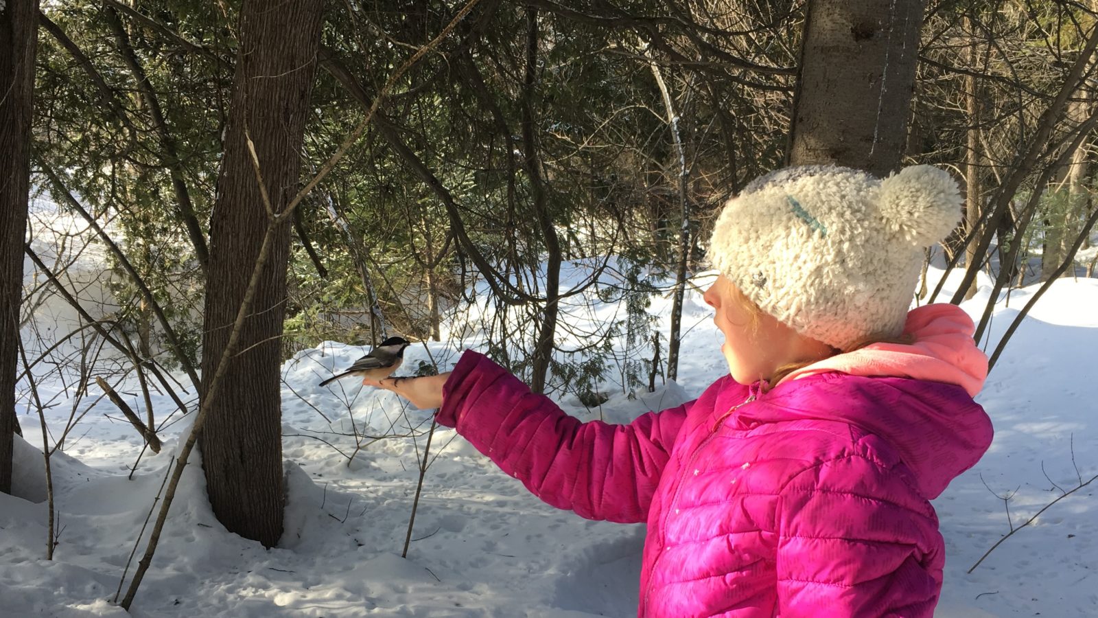 Lainey-chicadee-campbellton Lainey-chicadee-campbellton