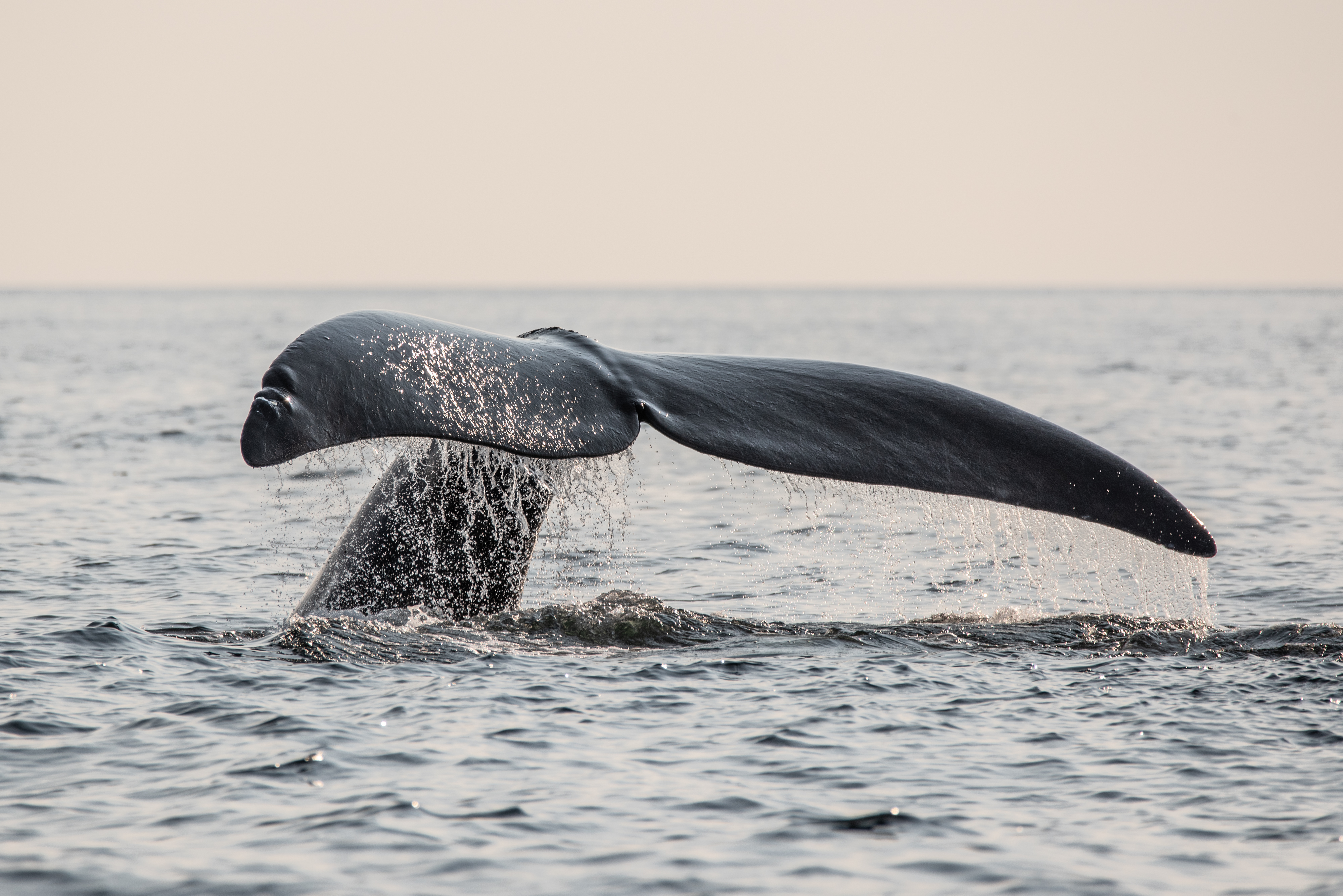 Les baleines noires de l’Atlantique Nord