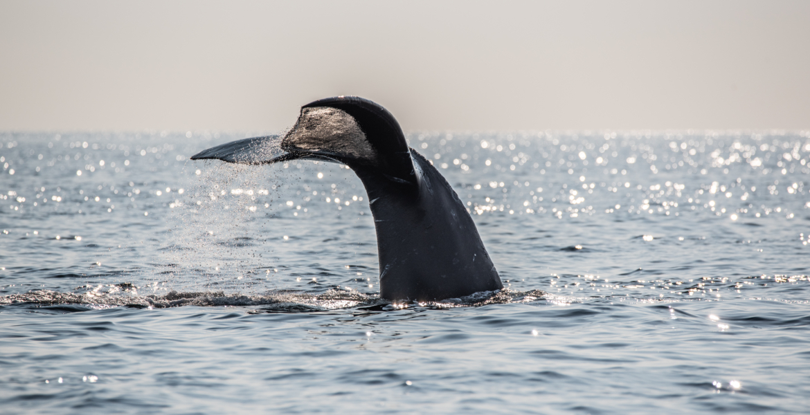 North Atlantic right whales photographed in the Gulf of Saint Lawrence, New Brunswick, Canada.