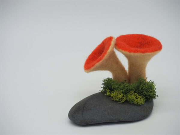 Scaly Chanterelle (Turbinellus floccosus) - Image 4