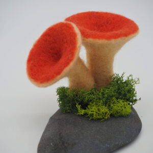 Scaly Chanterelle (Turbinellus floccosus)