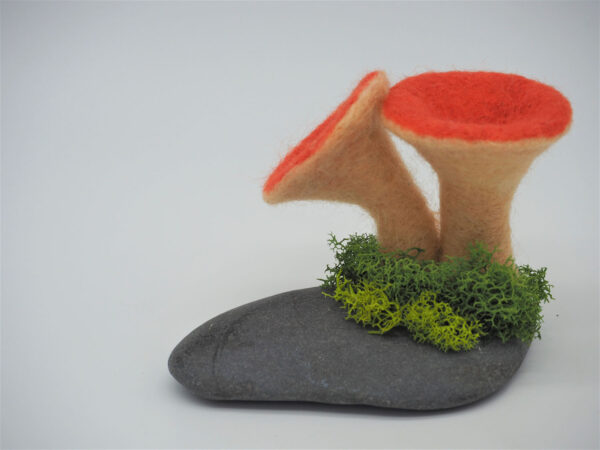 Scaly Chanterelle (Turbinellus floccosus) - Image 3