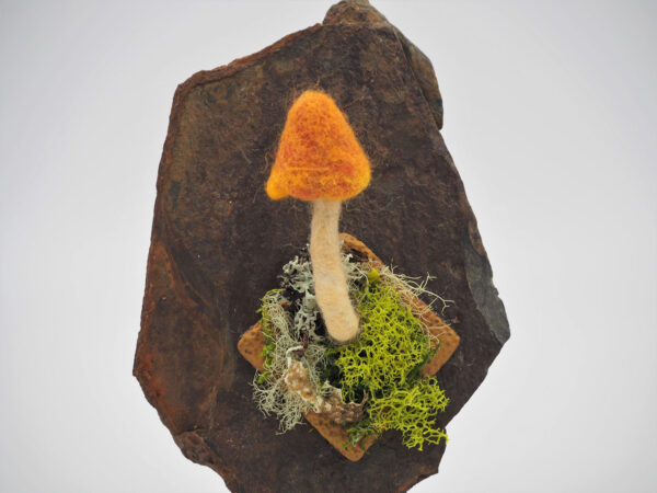 Witch’s Hat (Hygrocybe conica)
